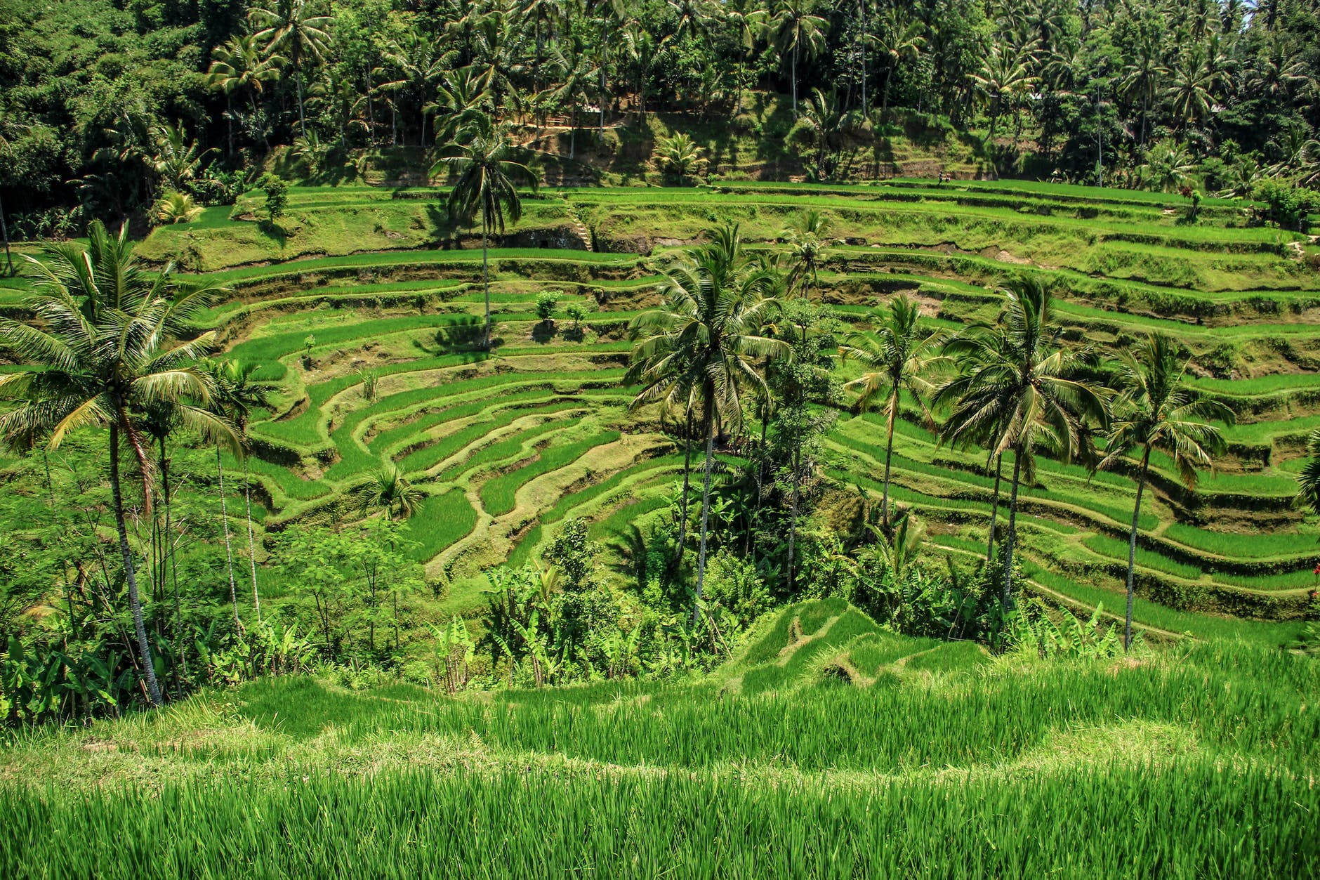 food landscape field countryside